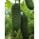 Семена Морковь Тушон