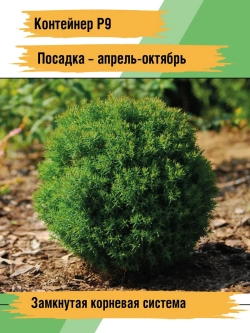 Саженец Туя западная Тедди