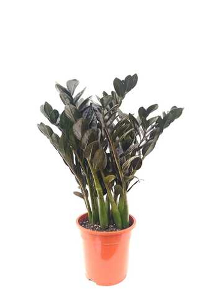 Замиокулькас Черный (Raven)