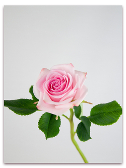 Лепесток розы Фрутетто. Набор 1