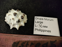 Друпа Морум