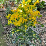 Кротон THONG TAWEECHOK