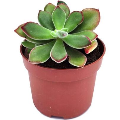 Купить живые суккуленты 🌵 Интернет-магазин суккулентов EnjoyPlants