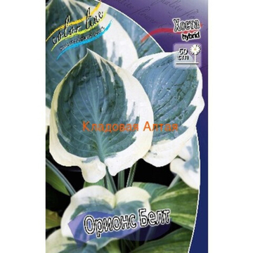 Хоста Орионс Бел