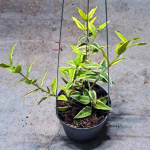 Хойя BELLA ALBOMARGINATA