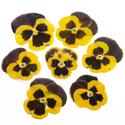 Виола обезвоженная   Black lemon -  плоский цветок, 10 шт