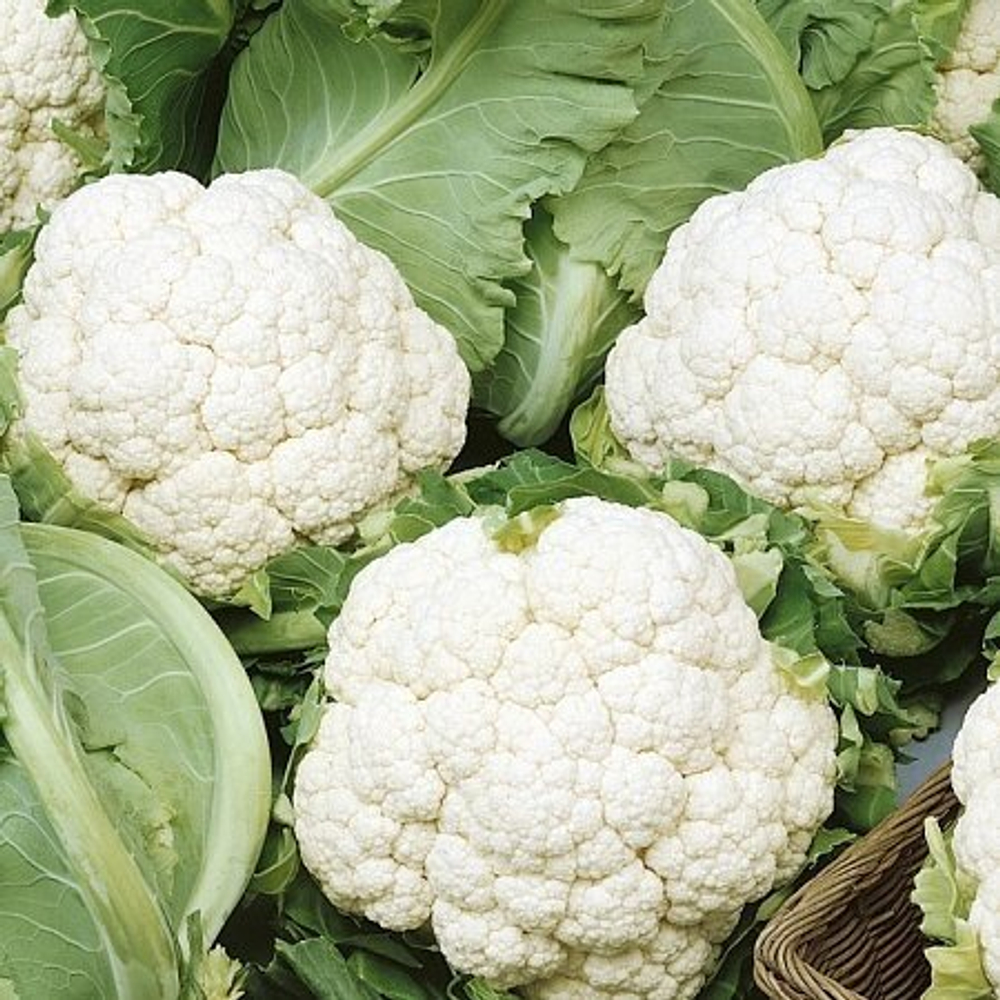 Капуста цветная Уайтэксел F1