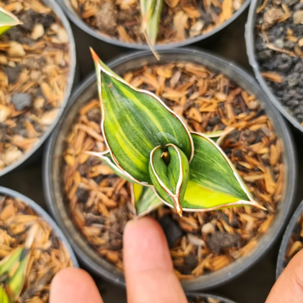 Сансевиерия SAMURAI DWARF VAR