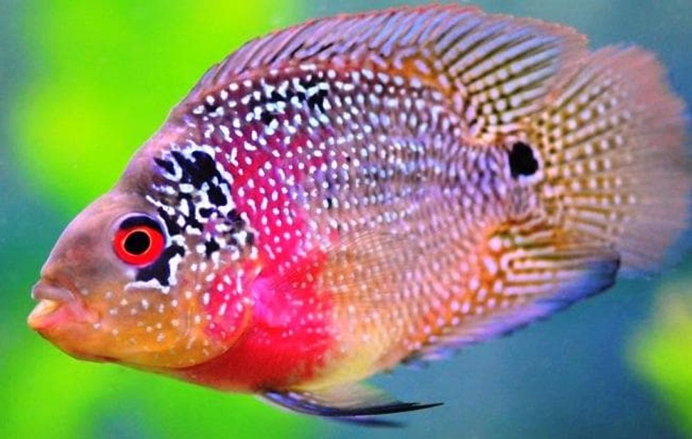 Рыба живая Попугай жемчужный Рыба живая Попугай жемчужный