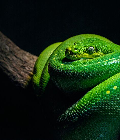 Temptation, рефилл для аромадиффузора с палочками, Ladenac Milano