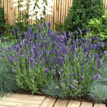 Лаванда узколистная Элеганс