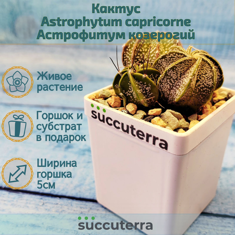 Astrophytum Capricorne (Астрофитум козерогий)