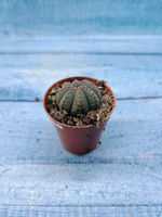 Euphoria Obesa (Эуфорбия)