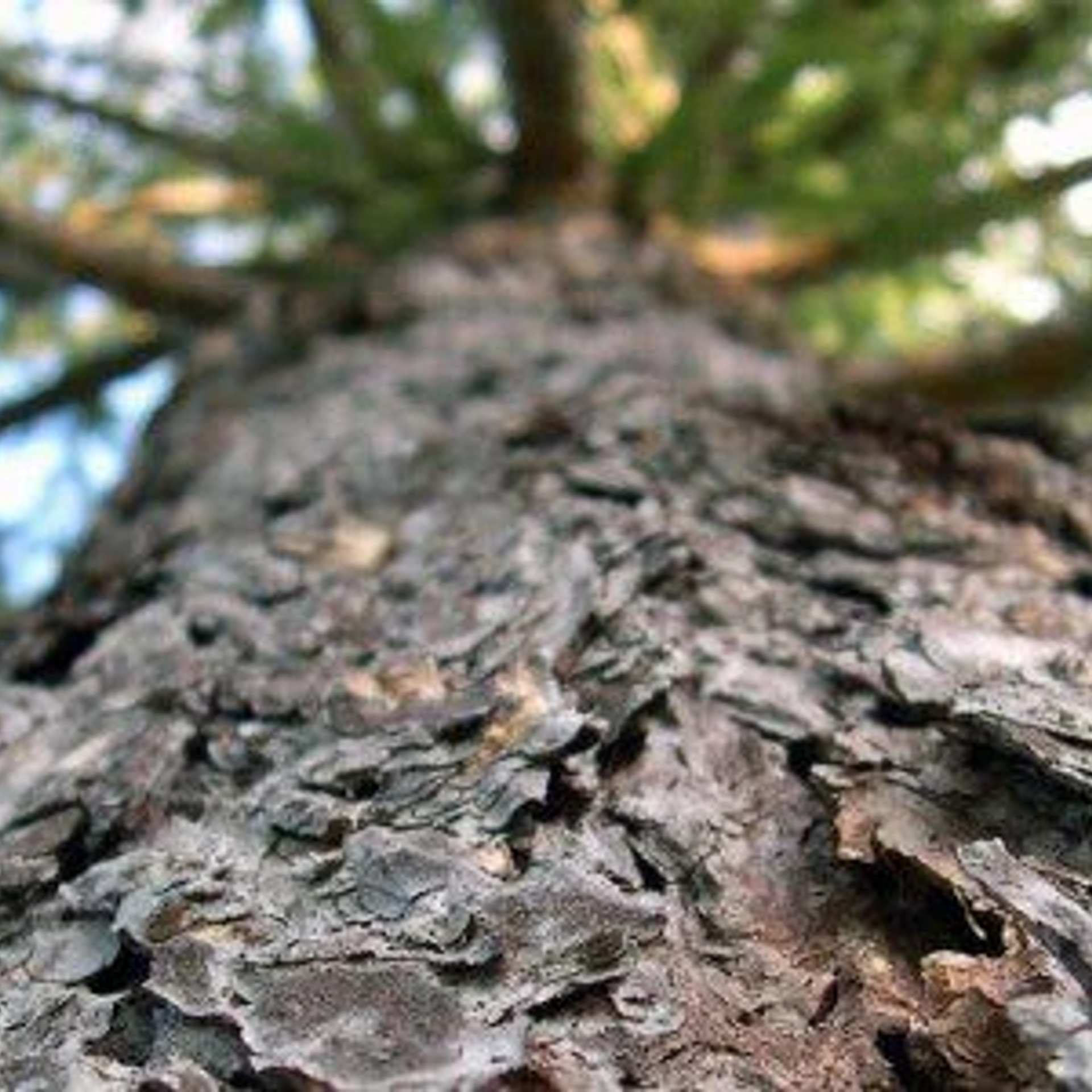 Мульчирующие материалы для сада и огорода