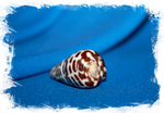 Конус эбурнеус (Conus eburneus)