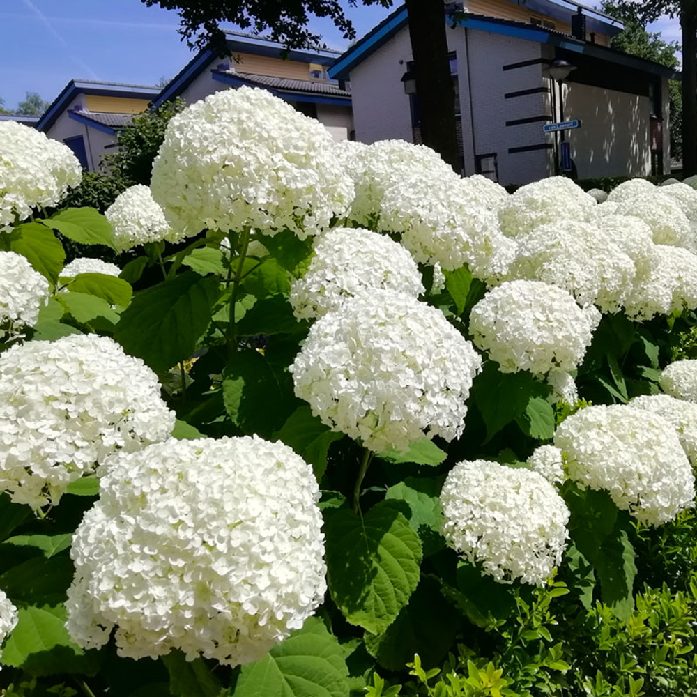 Гортензия древовидная "АННАБЕЛЬ"