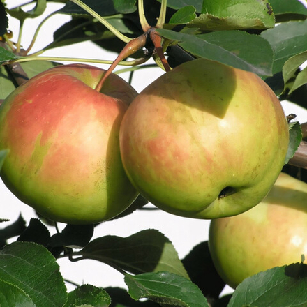 Яблоня зимняя Богатырь (6-летняя)