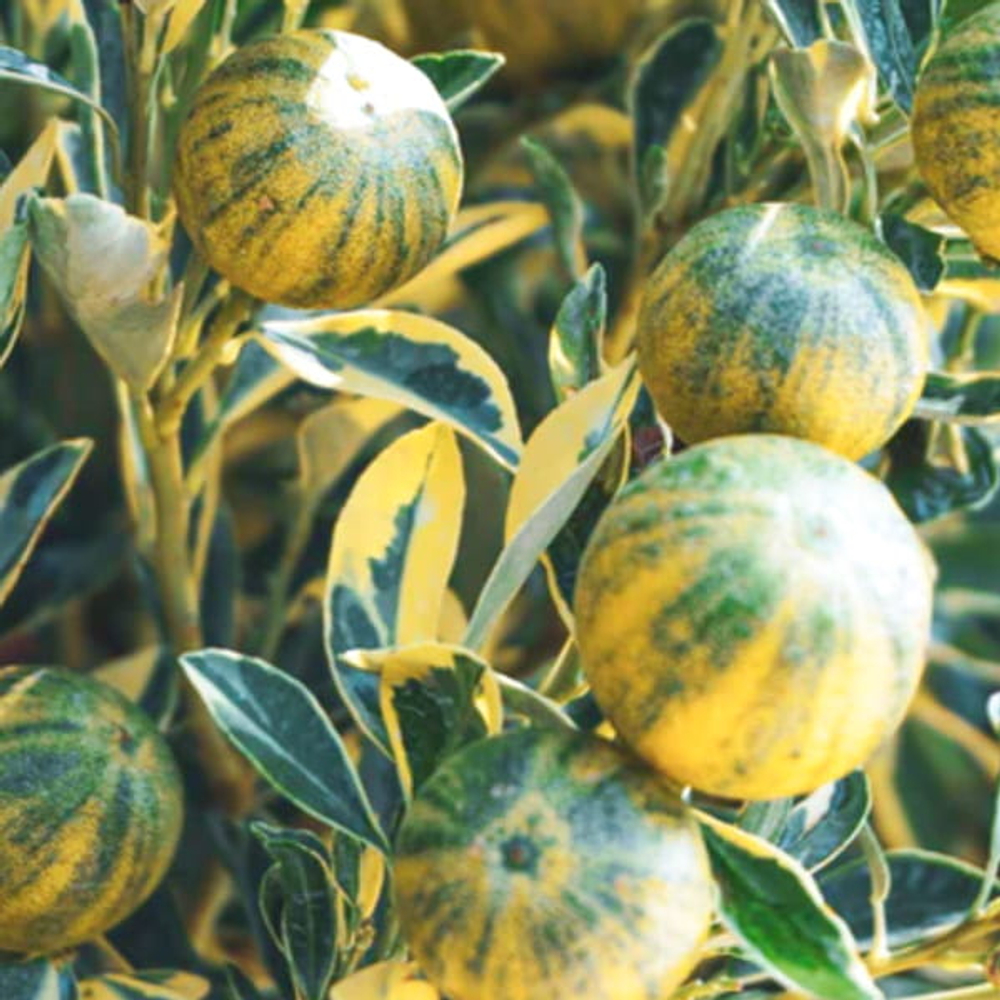 Круглый кумкват вар – Citrus japonica var