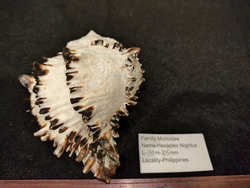 Мурекс Нигритус "110-155мм"