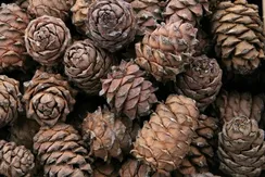 Шишка кедровая