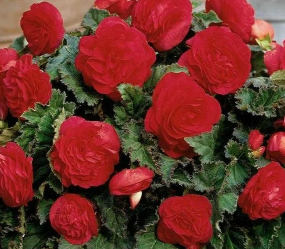 Бегония клубневая Нон Стоп Скарлет март-апрель 26