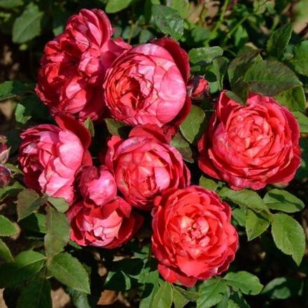 Кредит Матюэль (Credit Mutuel)