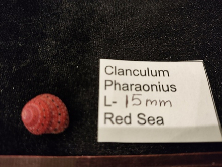 Кланкулюс Фараонис 14-17-20мм