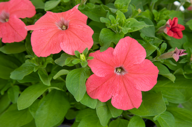 S60234 Петуния кустовая Grandiflora Success!360* Deep Salmon 10шт.