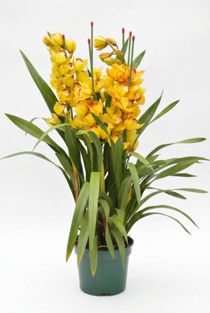 Цимбидиум желтый д. 20