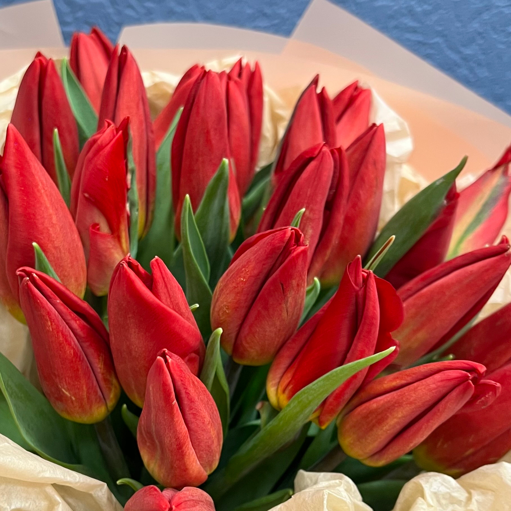 Букет свежих красных тюльпанов