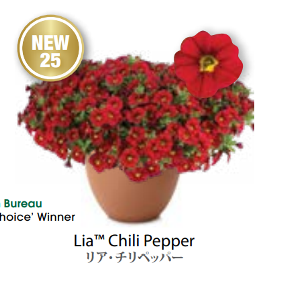 ЕВРО Calibrachoa Lia Chili Pepper укорененный черенок ноябрь