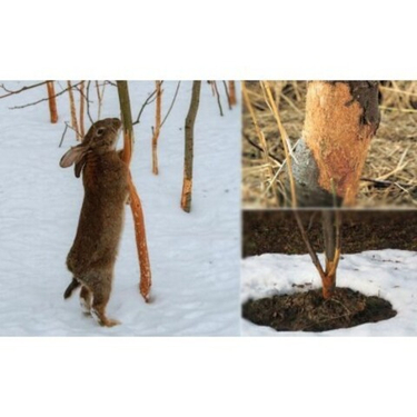 Грызуны атакуют! Как защитить молодые яблони от мышей и зайцев зимой