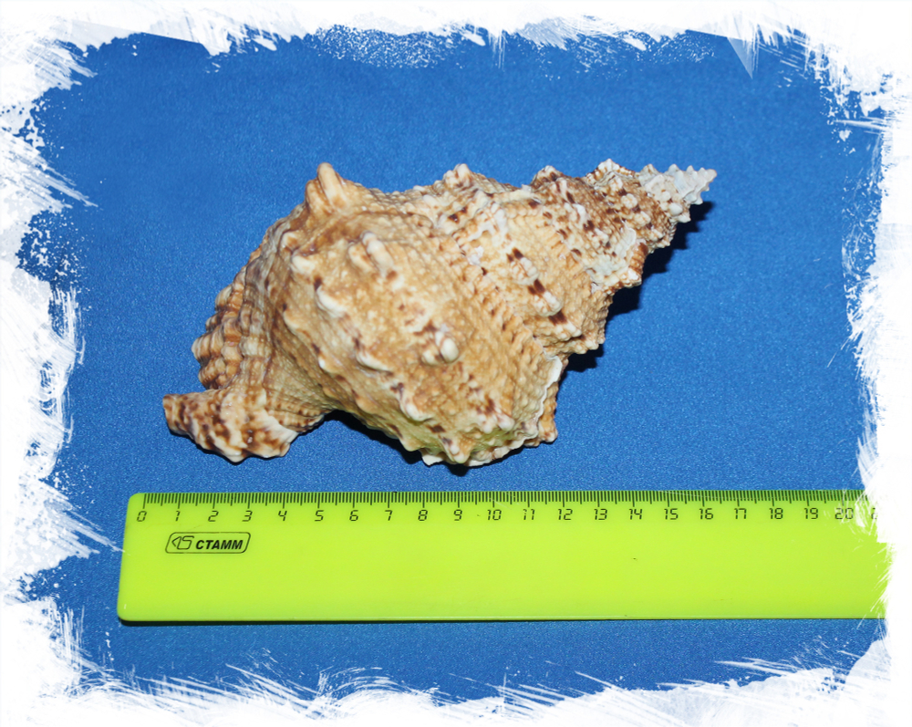 Бурса Бубо, 16-19см, 1шт