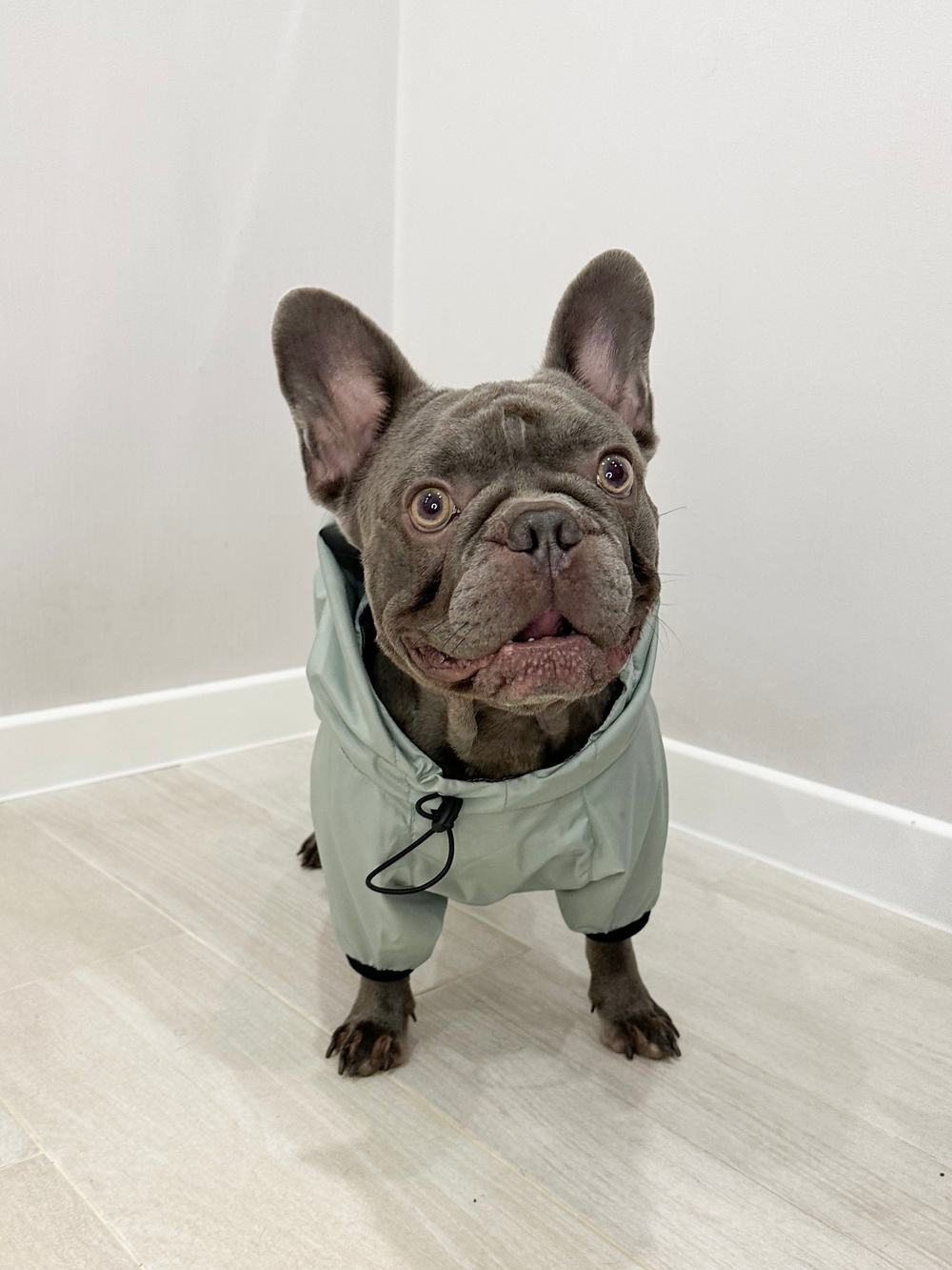 Универсальная куртка дождевик для собак Монморанси, цвет олива, размер L