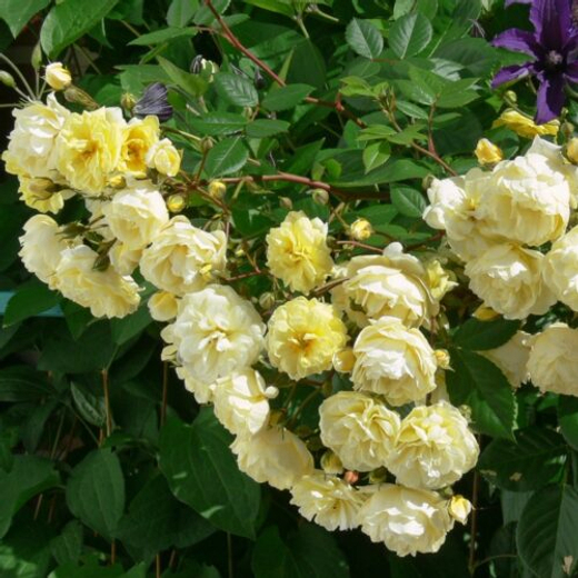 Роза Лемон Силуэтта С7 Закупка М57 июнь 2026