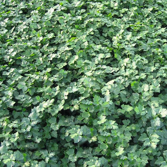 Титан семена петрушки – фото 2