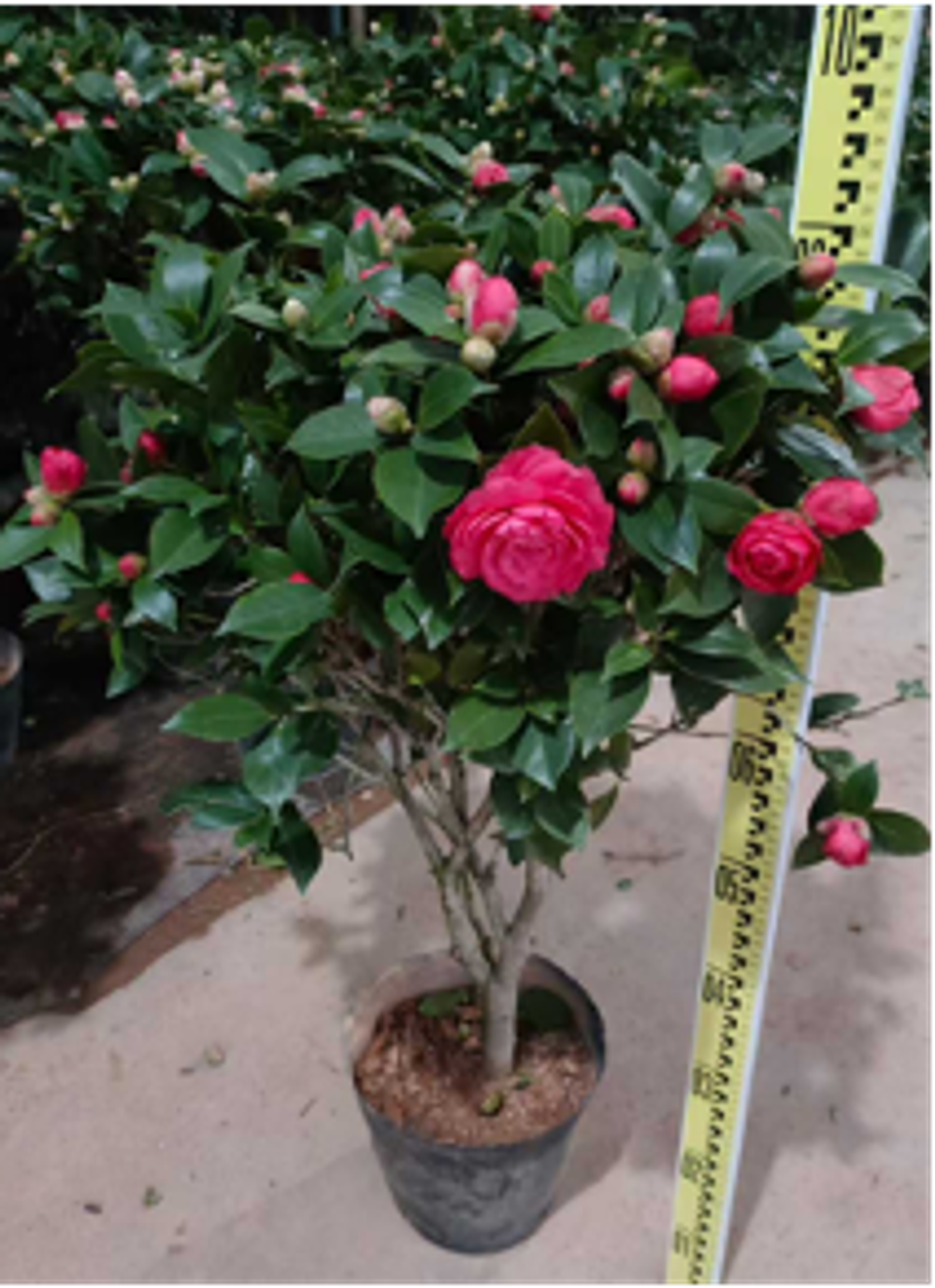 Камелия д. 26