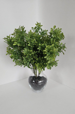 Самшит мелколистный / Арт 6360