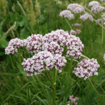 Валериана лекарственная. Valeriana officinalis.