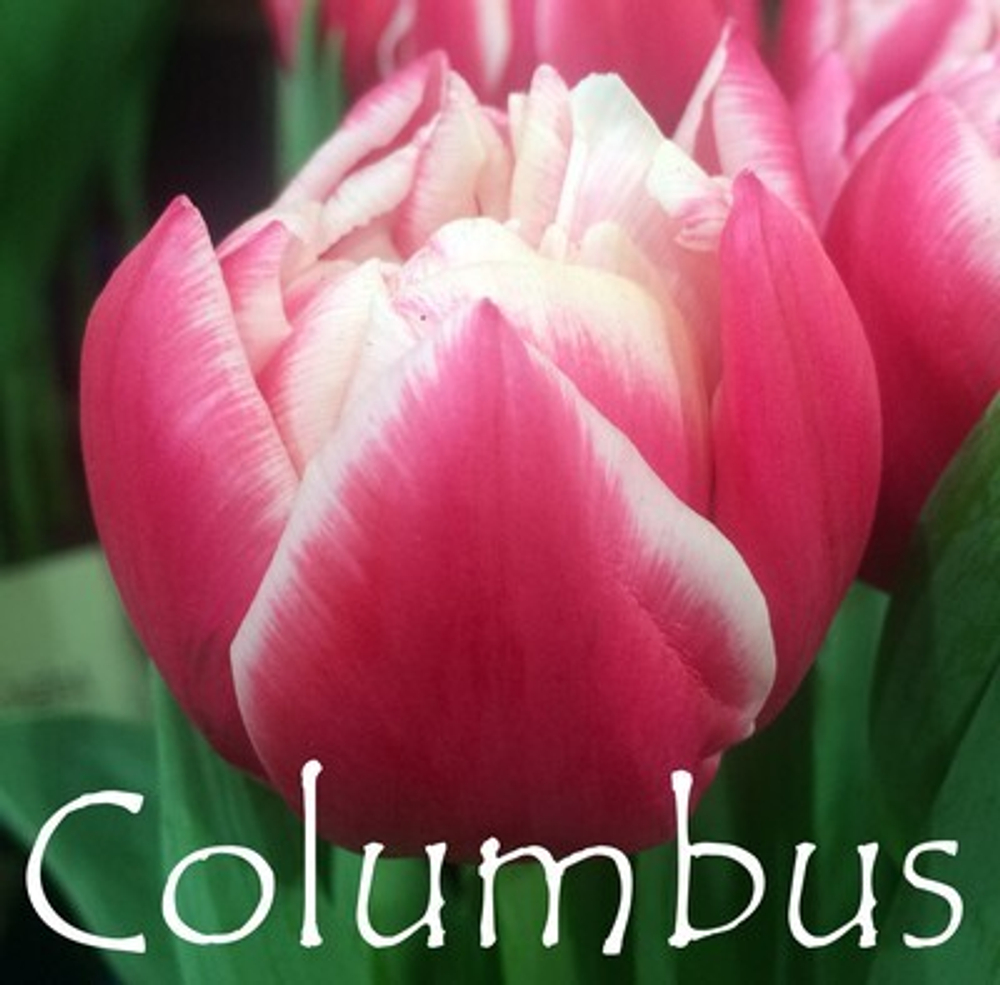 Тюльпан Колумбус (7 шт) Волжский Сад