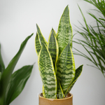 Сансевиерия Футура Суперба 12/30