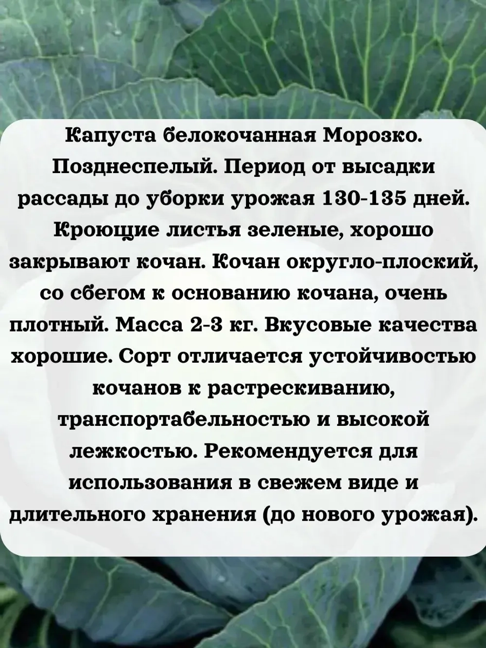 Семена Капуста для продажи рассады набор 8 шт