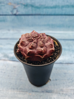Gymnocalycium Daydream (Гимнокалициум)