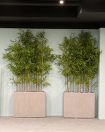 Бамбук ветка 150 см