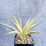 Сансевиерия GRACILIS HYBRID VAR s.L