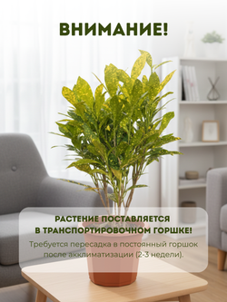 Фикус Бенджамина д.23