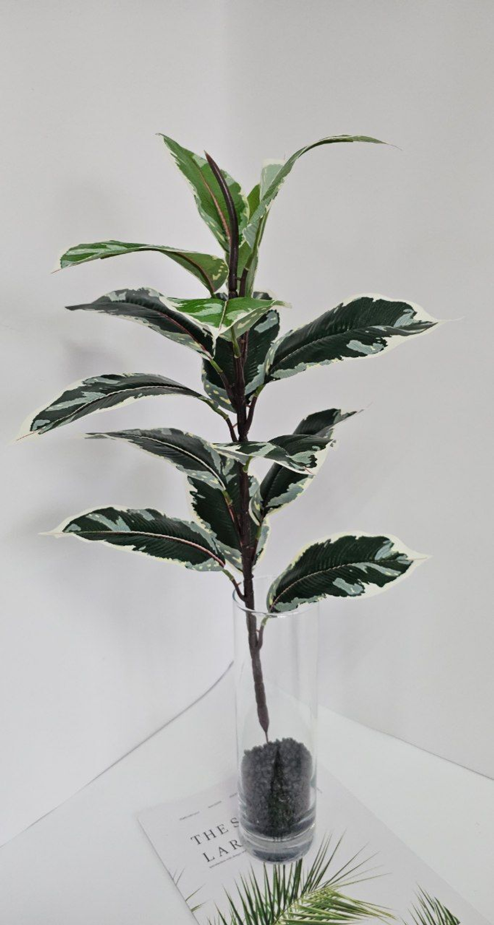 Фикус каучуконосный пестрый / Арт 6142