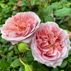 Роб А Ля Франсуаз (Robe A La Francaise)