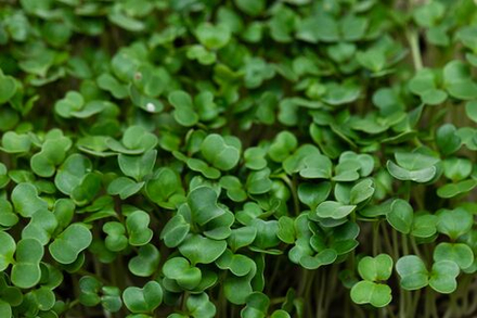 Микрозелень Брокколи